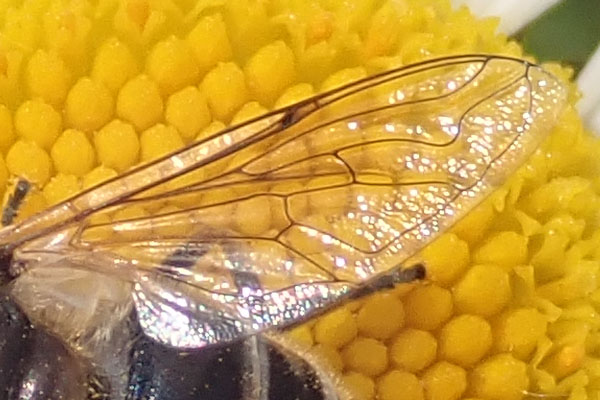 da identificare: Eristalis ?